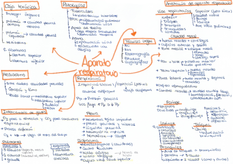 Aparato-respiratoriomapa-conceptual.pdf