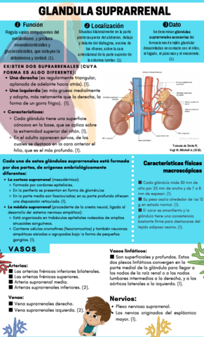 Infografia-de-la-paratiroides.pdf