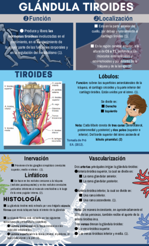 Infografia-de-la-tiroides.pdf