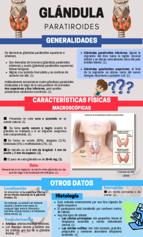 Infografia-de-la-suprarrenal.pdf