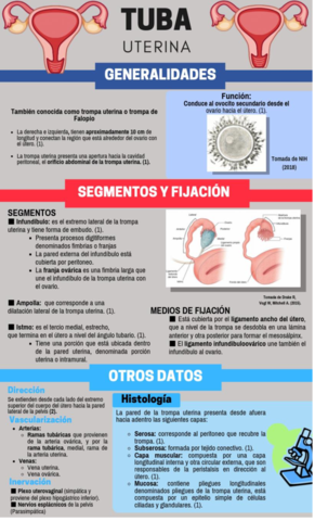 Infografia-tuba-uterina.pdf