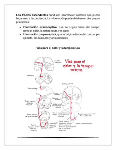 Vias-ascendentes-de-la-medula-espinal.pdf
