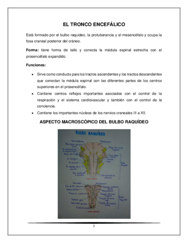 Tronco-encefalico-resumen.pdf
