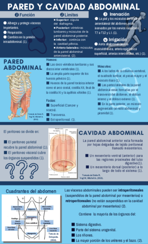 PARED-Y-CAVIDAD-ABDOMINAL.pdf