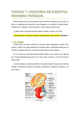 UNIDAD 7 Miembro Inferior..pdf