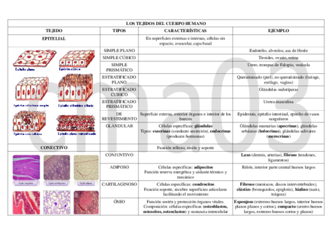 Tabla-resumen-tejidos.pdf