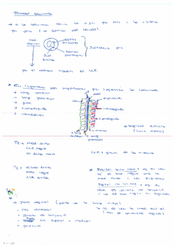 apuntes-columna.pdf