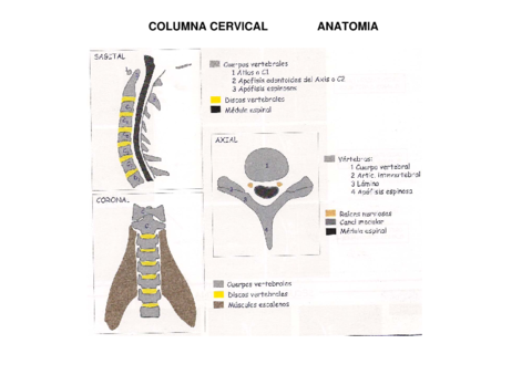 PROTOCOLS-COLUMNA.pdf