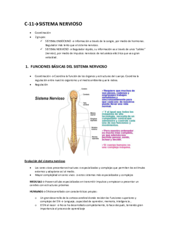 RESUMENSISTEMANERVIOSO.pdf