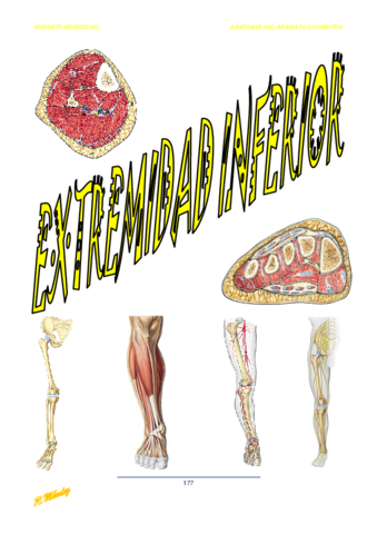 Extremidad Inferior (2).pdf