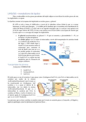 METABOLISMO-LIPIDOS.pdf