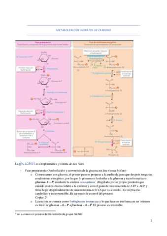 METABOLISMO-DE-HIDRATOS-DE-CARBONO.pdf