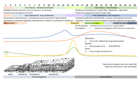 Grafico-ciclo-menstrual.pdf