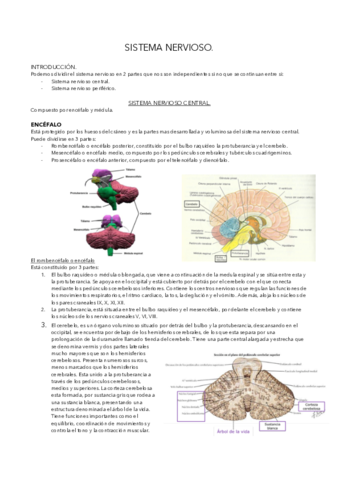 TEMA-11-SISTEMA-NERVIOSO.pdf