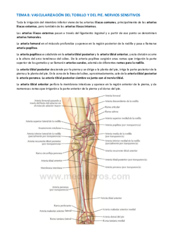 TEMA-ANATOMIA-ESPECIFICA-55-64.pdf