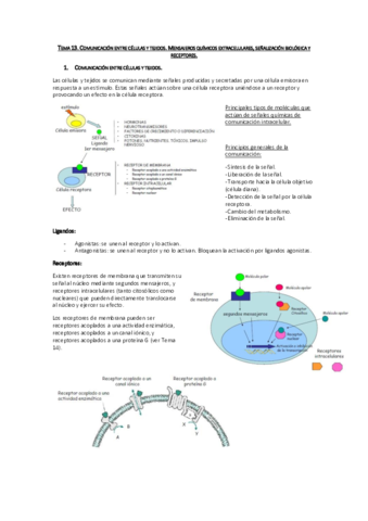 Tema 13. Comunicación entre células y tejidos.pdf