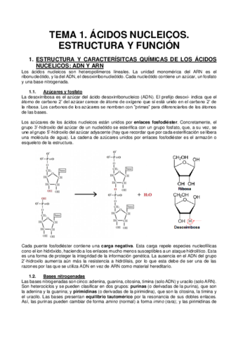 1.ÁCIDOS NUCLEICOS