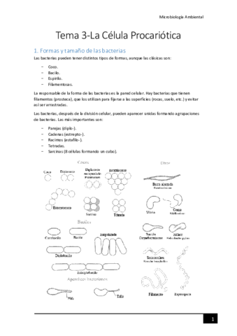 Tema-3-La-celula-procariotica.pdf