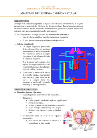 Anatomia-Sistema-cardiovascular.pdf