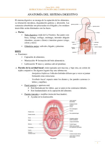 Anatomia-Sistema-digestivo.pdf