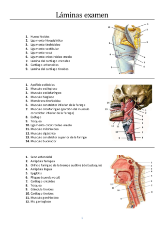 Laminas-RESUELTAS.pdf