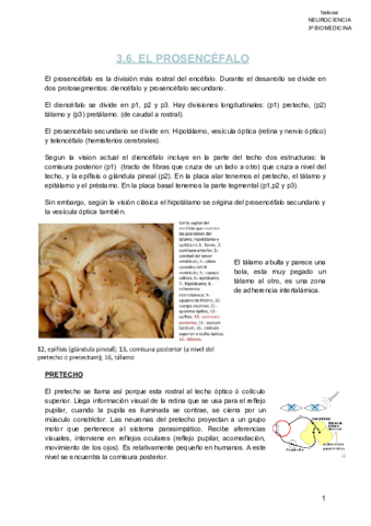 TEMA-6-NEUROANATOMIA-3.pdf