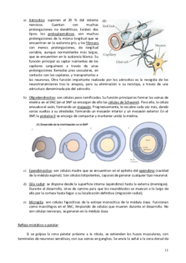 Neuro parte 2.pdf