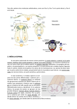 Neuro parte 4.pdf