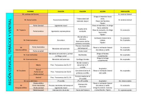Cuadro-resumen-musculos.pdf