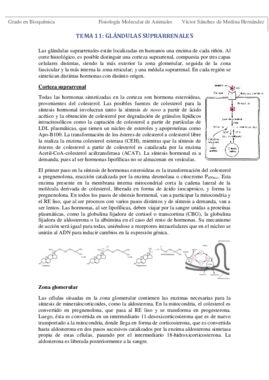 Tema 11. Glándulas suprarrenales VSM.pdf