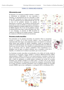 Tema 13. Fisiología sexual VSM.pdf