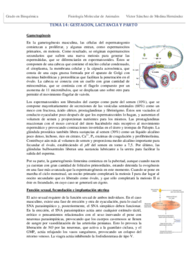 Tema 14. Gestación parto y lactancia VSM.pdf