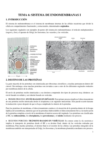 TEMA-6-SISTEMA-ENDOMEMBRANAS-I.pdf