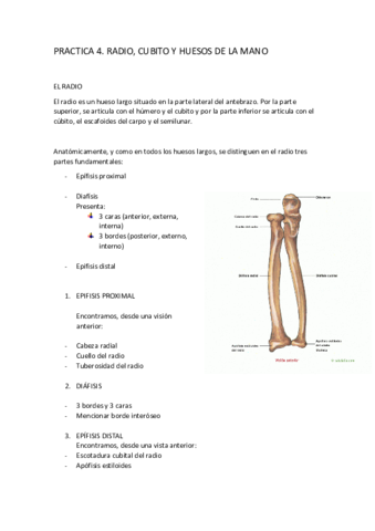 P4-RADIO-CUBITO-Y-HUESOS-MANO.pdf