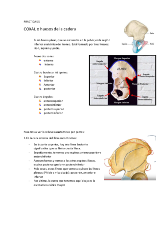 P5-COXAL-O-HUESOS-CADERA.pdf