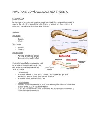 P3 CLAVICULA, ESCAPULA, HUMERO