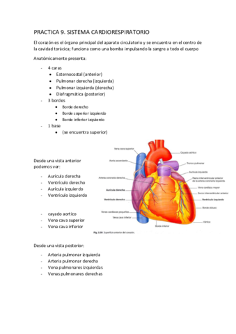 P9-SISTEMA-CARDIORESPIRATORIO.pdf