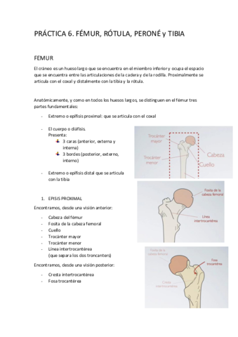 P6-FEMUR-ROTULA-PERONE-TIBIA.pdf