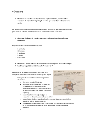 P1 VERTEBRAS 