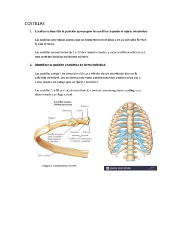 P2 COSTILLAS, ESTERNON