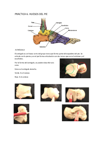 P7-HUESOS-DEL-PIE.pdf