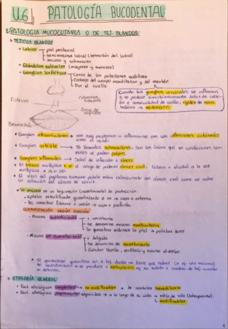 PATOLOGIA-BUCODENTAL-T6.pdf