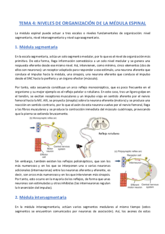TEMA-4-Anatomia.pdf