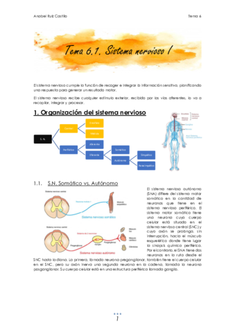 T6 Nervioso.pdf