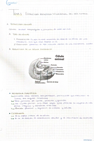 Estructura-biologica-y-funcional-.pdf