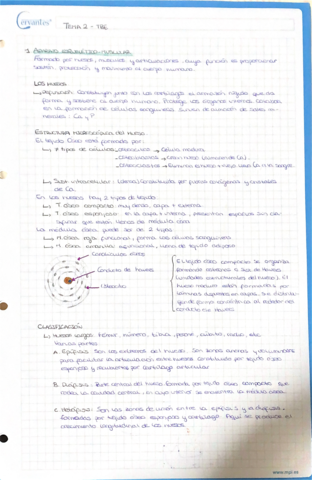 Apuntes-huesos-.pdf