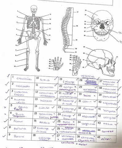 Ejercicios-esqueleto-.pdf