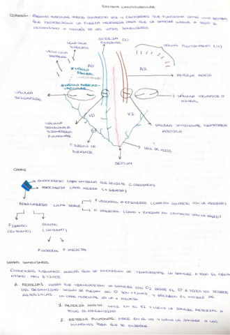 Apuntes-aparato-cardiovascular-.pdf