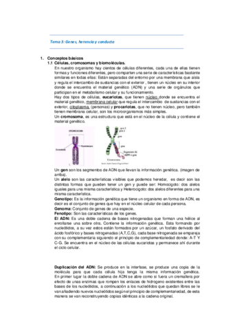 Tema-3-APUNTES.pdf
