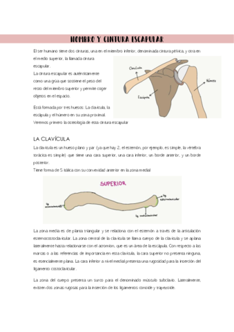 cintura-escapular.pdf